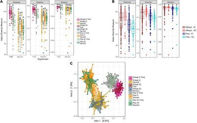 Rhizosphere Bacterial Networks, but Not Diversity, Are Impacted by Pea-Wheat Intercropping